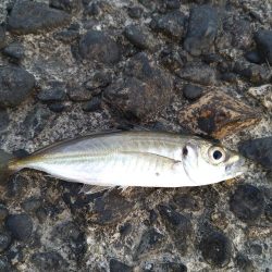 ガシラをあえて狙ってみた